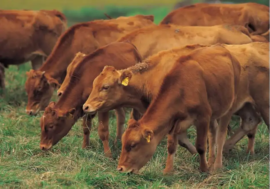 cattle ranch websites